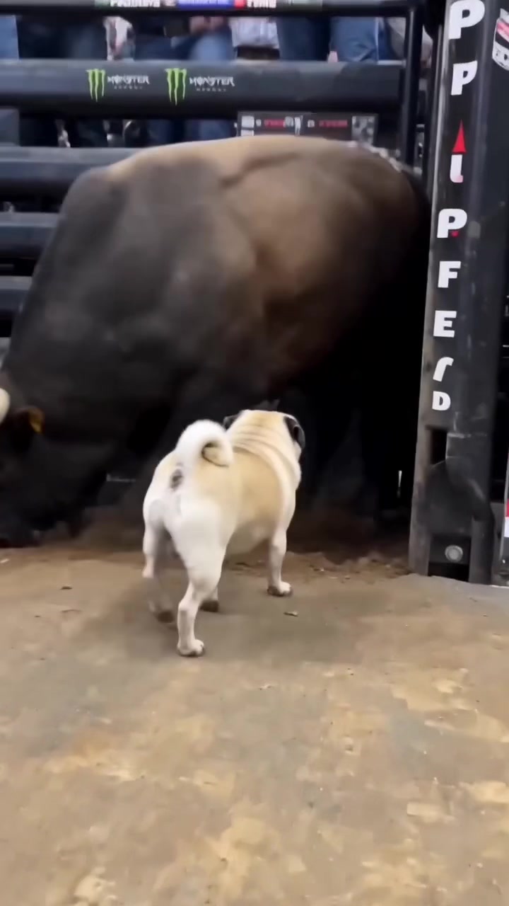 @Lucas The Pug
