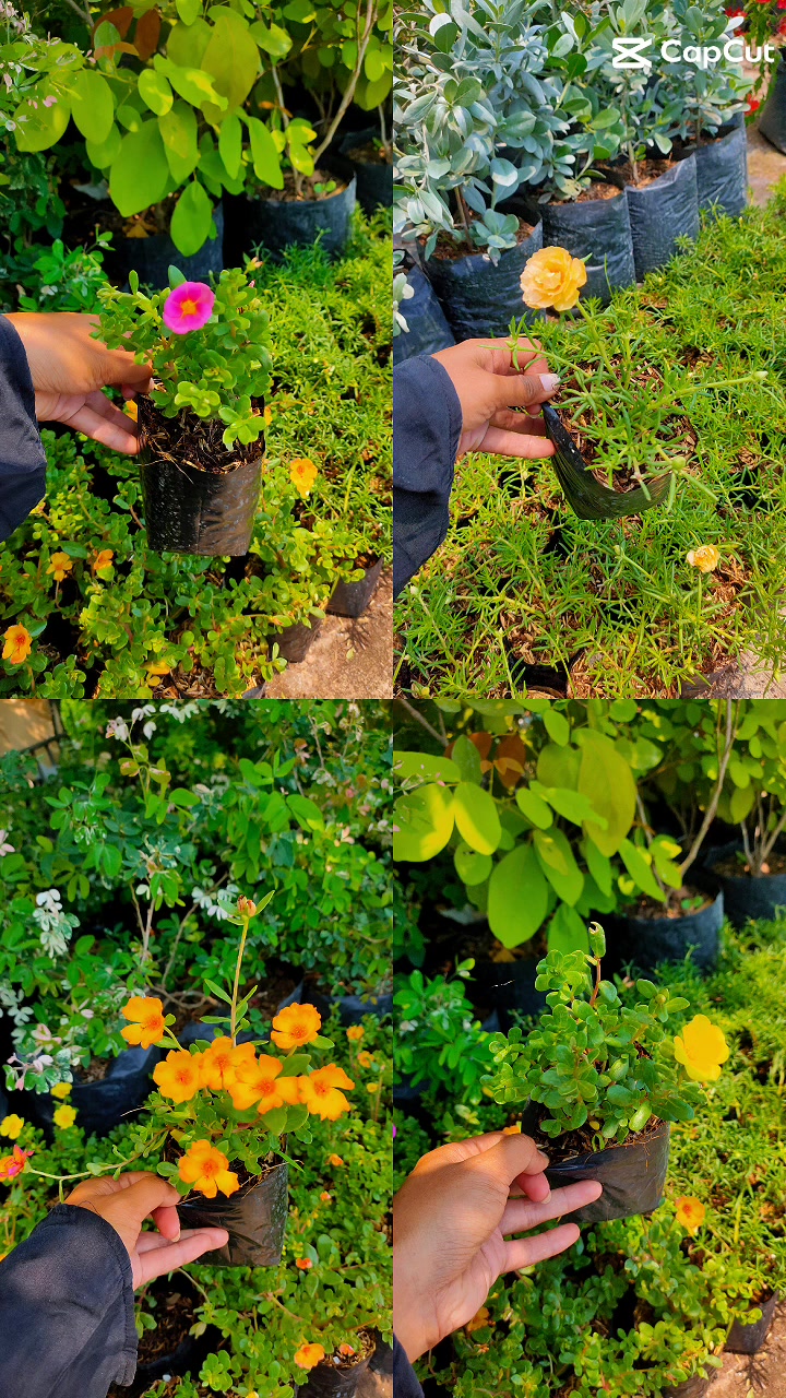 @Beautiful Garden of Eve