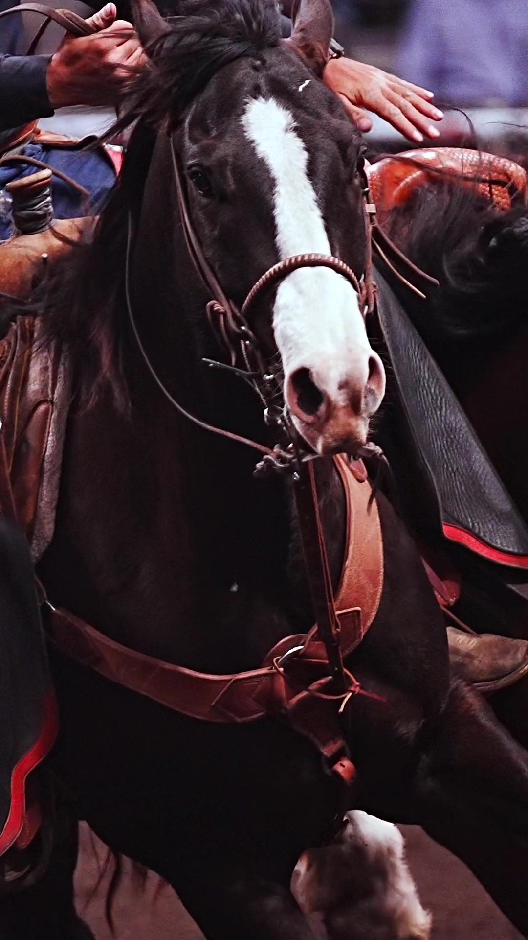 @Hanginghorses