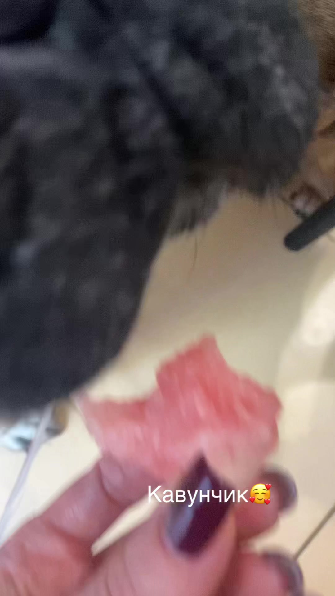 @_holly_bulls_