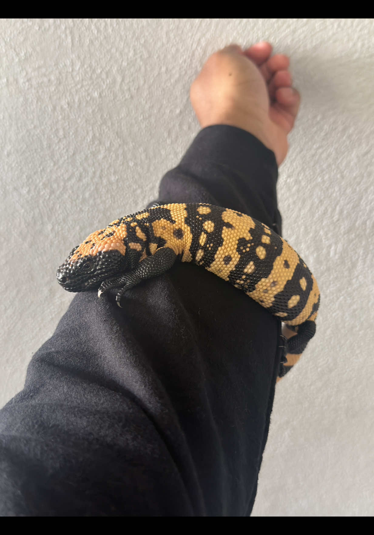 @SavageryReptiles