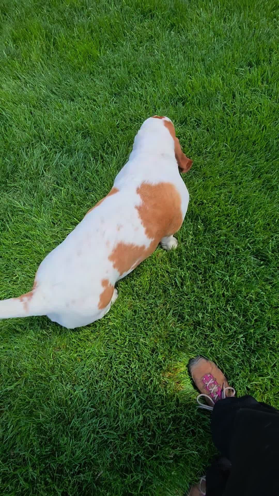 @Omaha Pet Sitter
