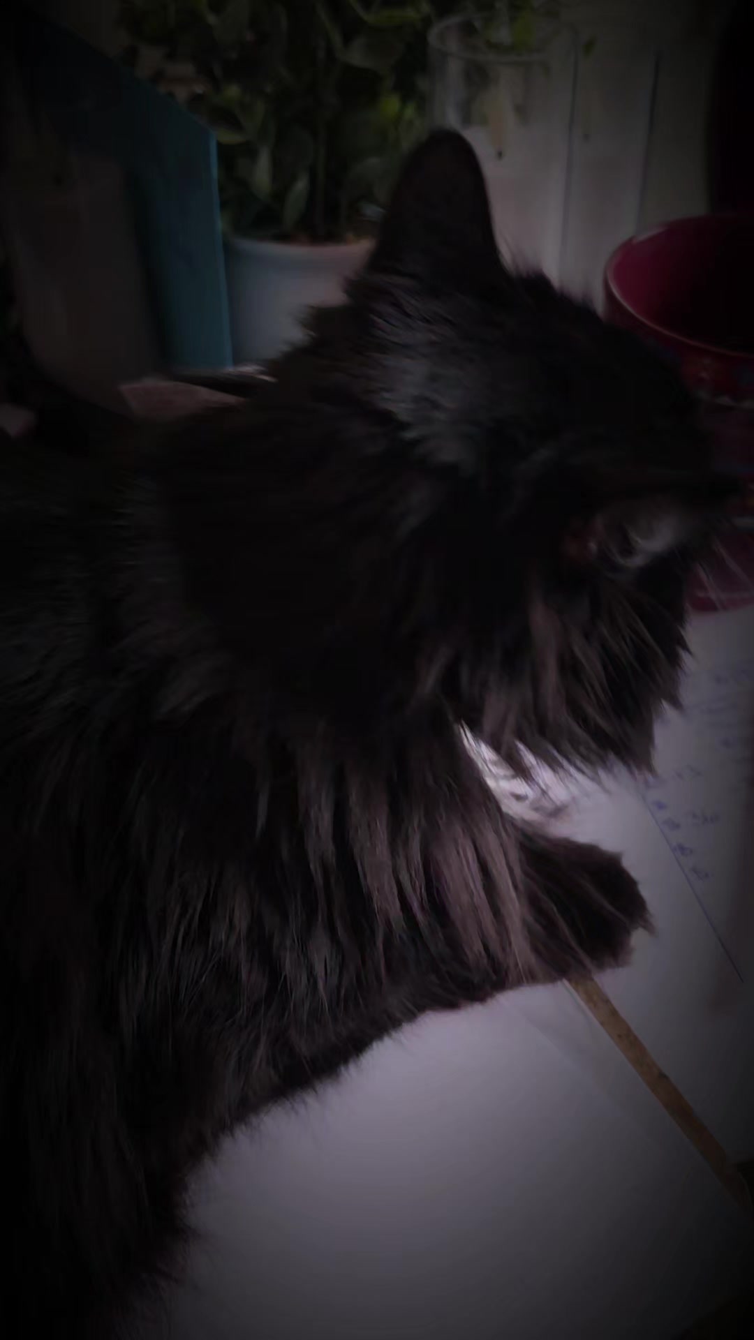@AtticaTheTuxedoCat
