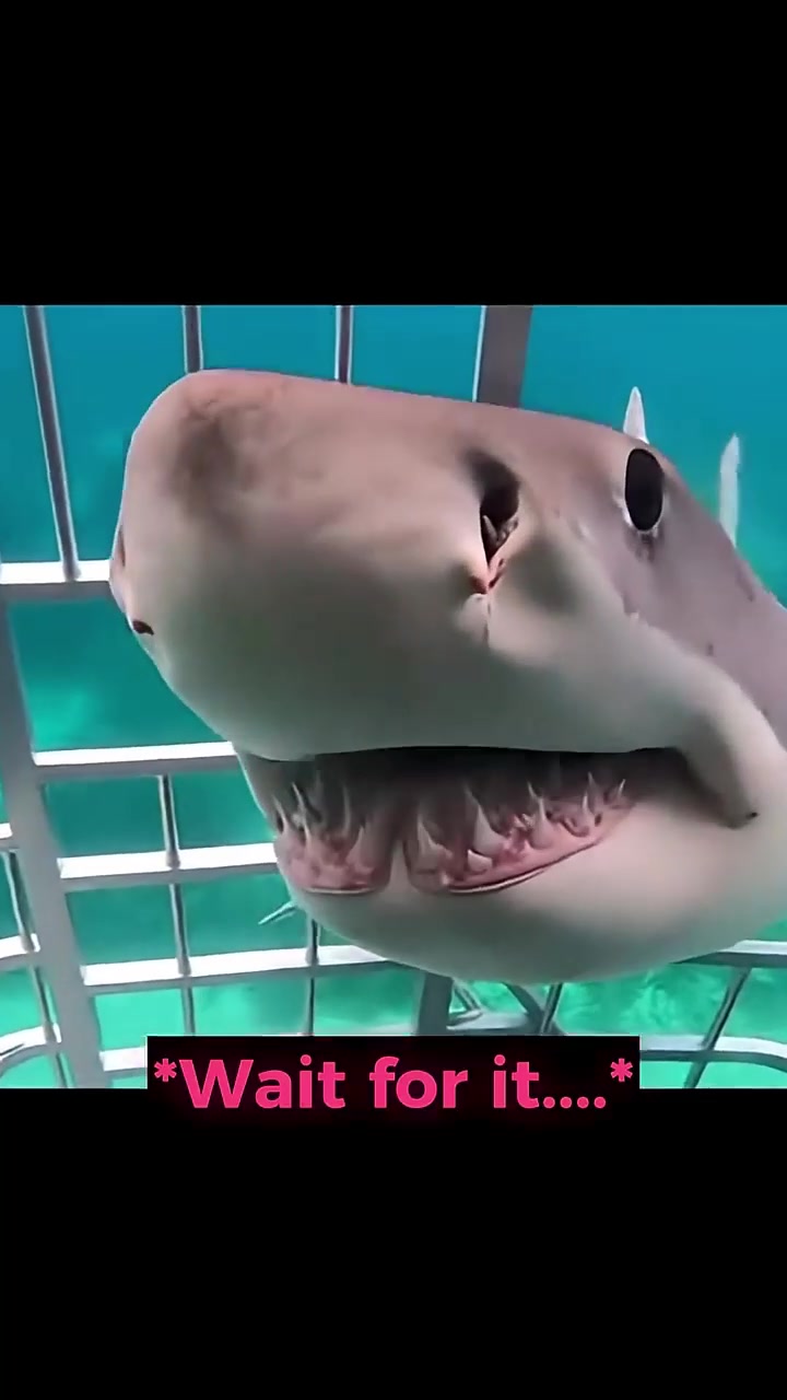 @sharkabcabc