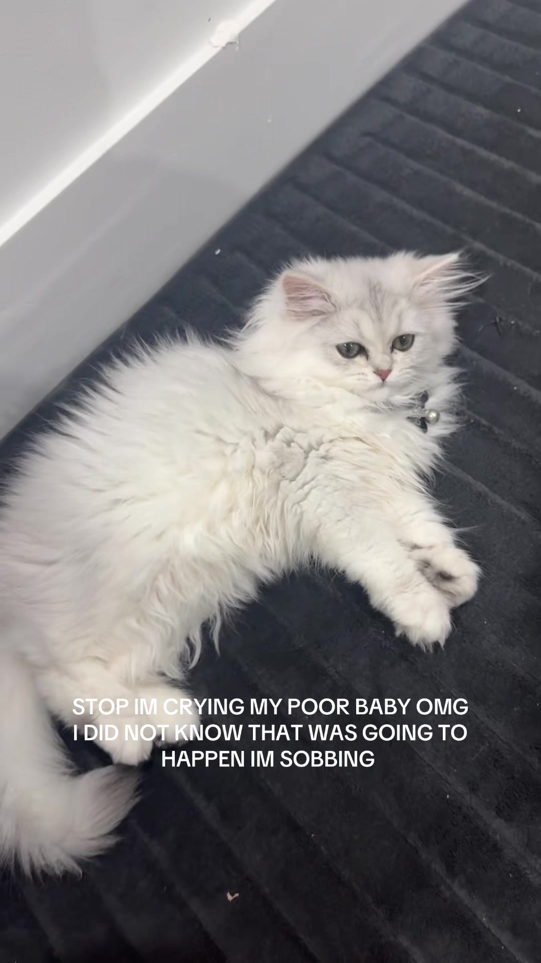 @Sofia Abbonizio