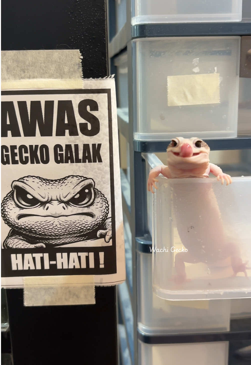 @wachigecko