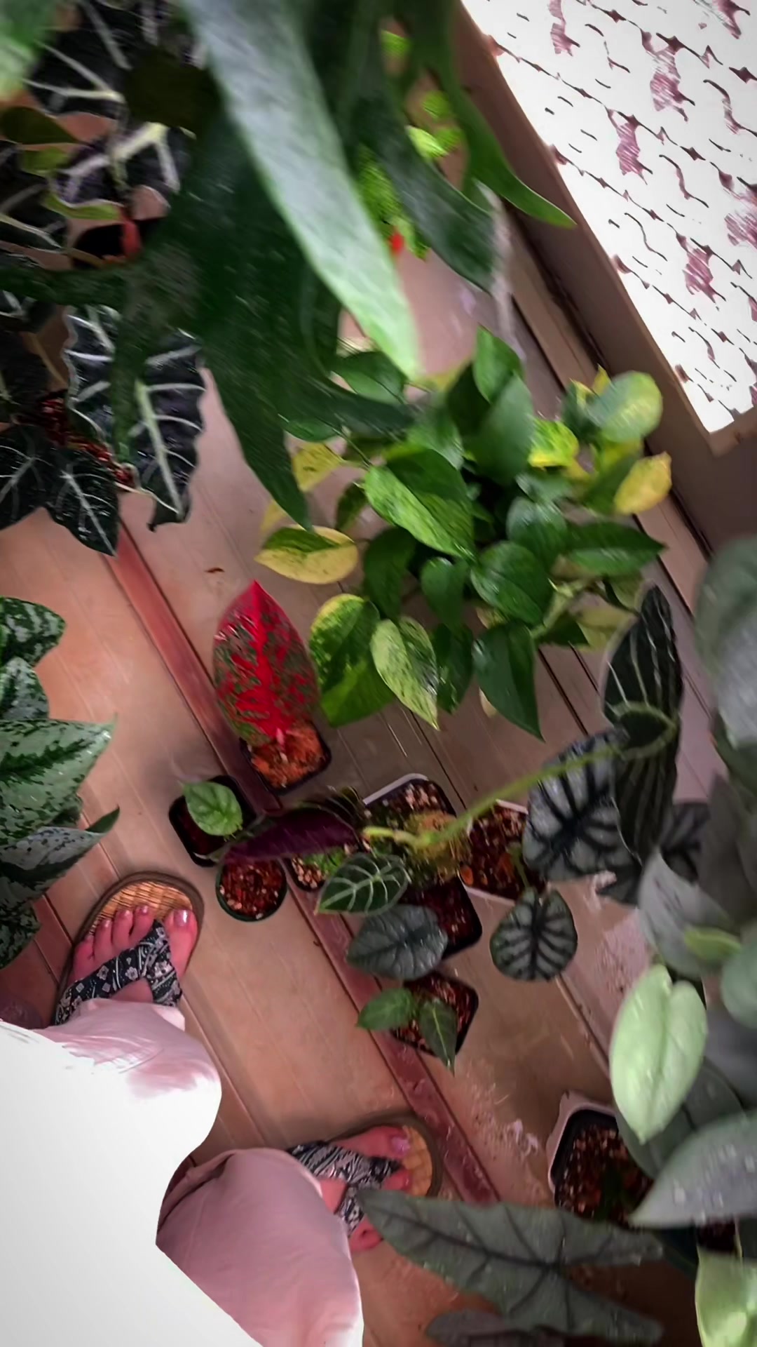 @plantsparadiseplanet