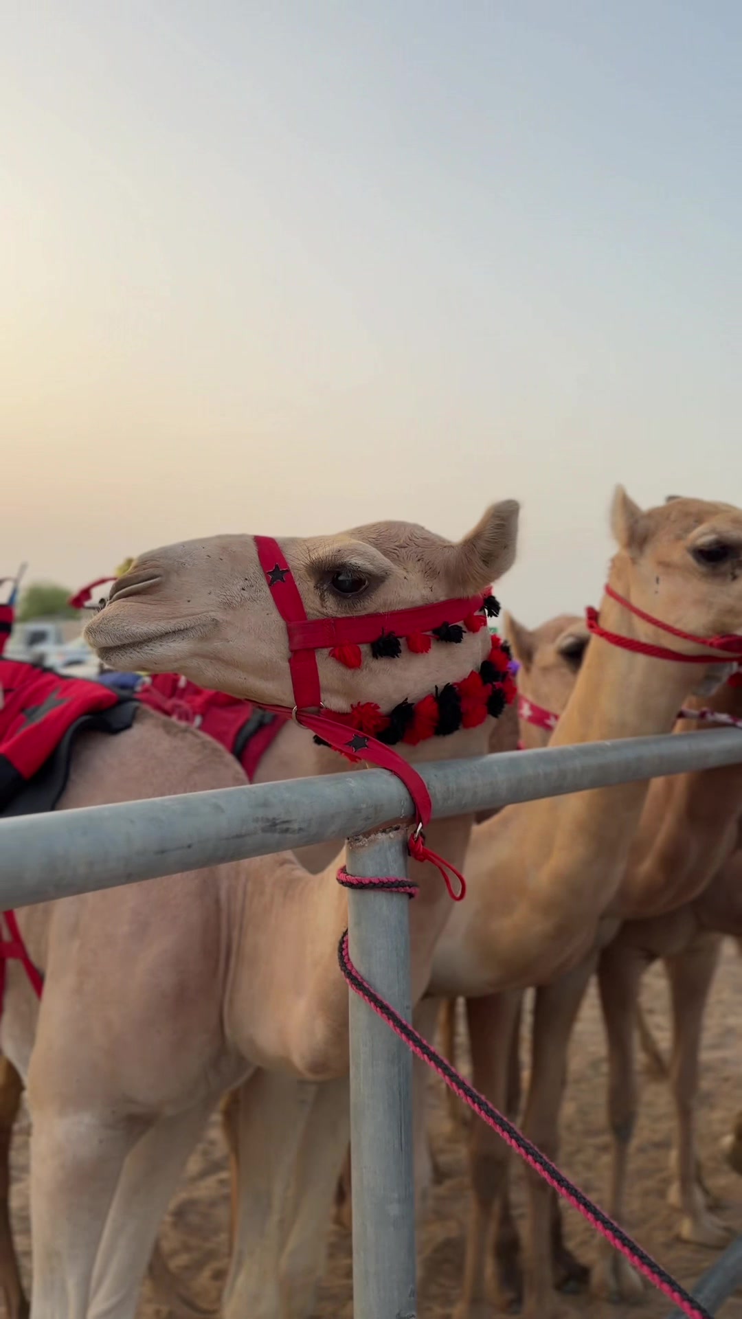 @سعود الجابري🇦🇪
