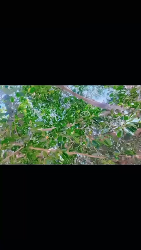 @👑سردار بادشاہ👑