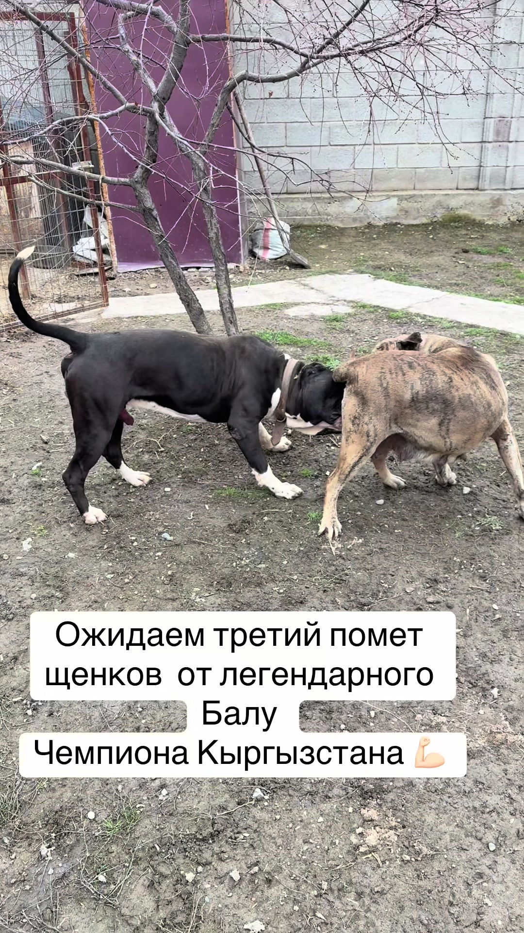 @БАЛУ