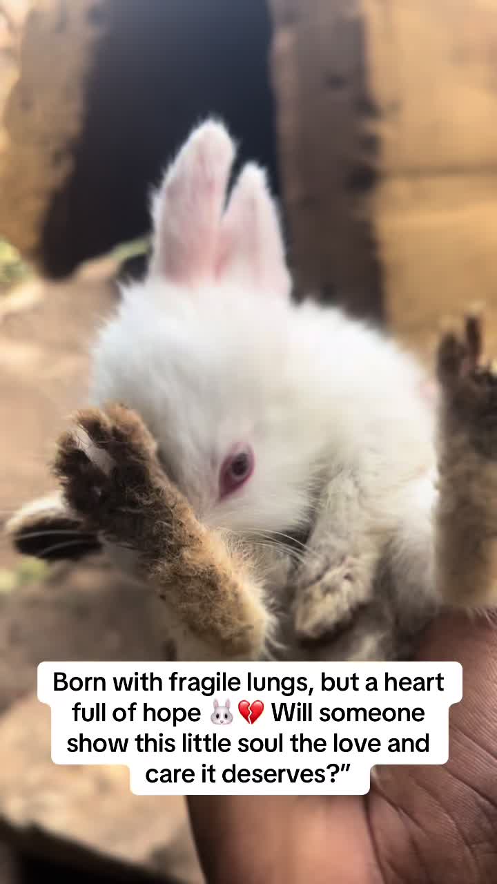 @florianpets