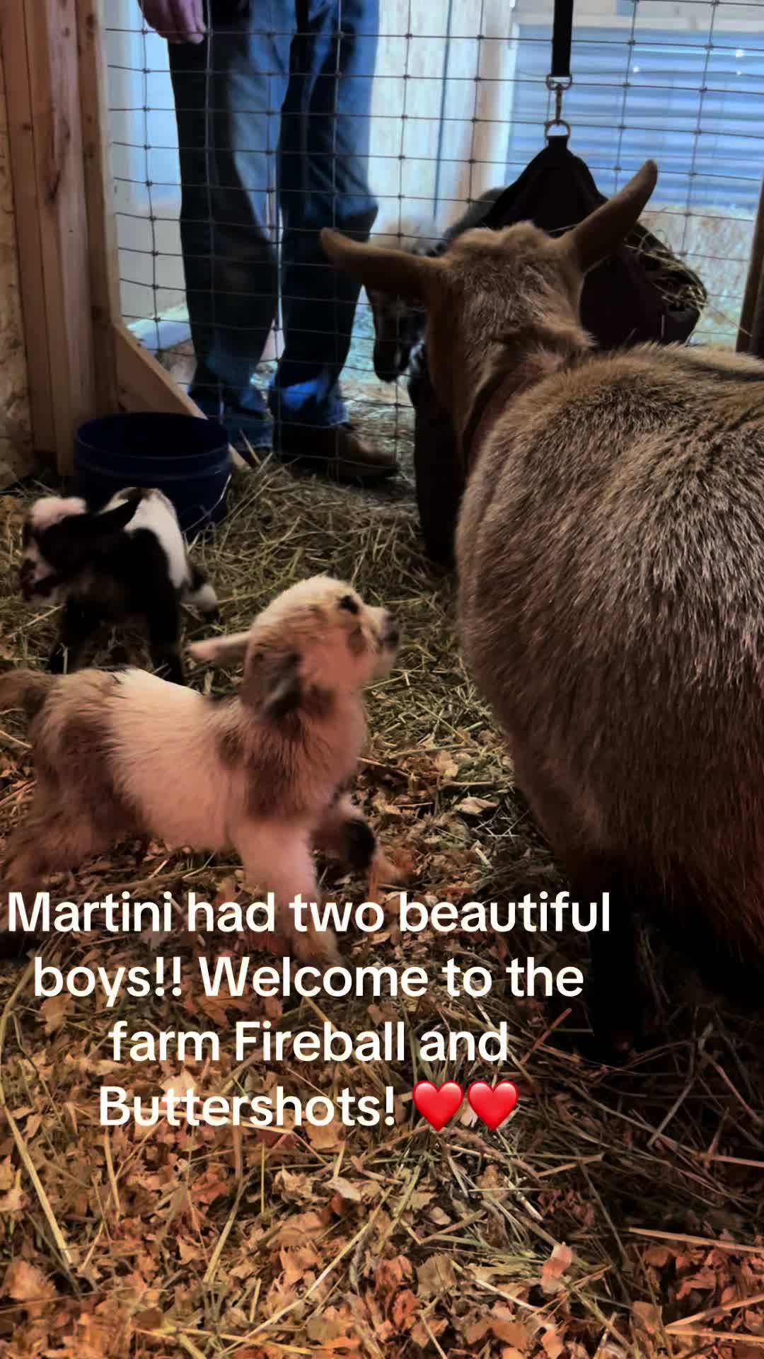 @WollamFarm