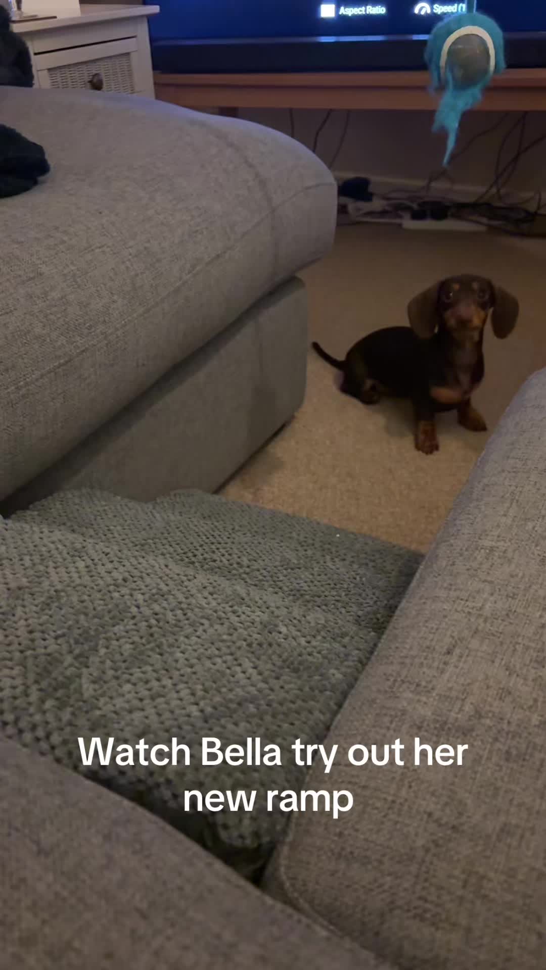 @BellaLongDog