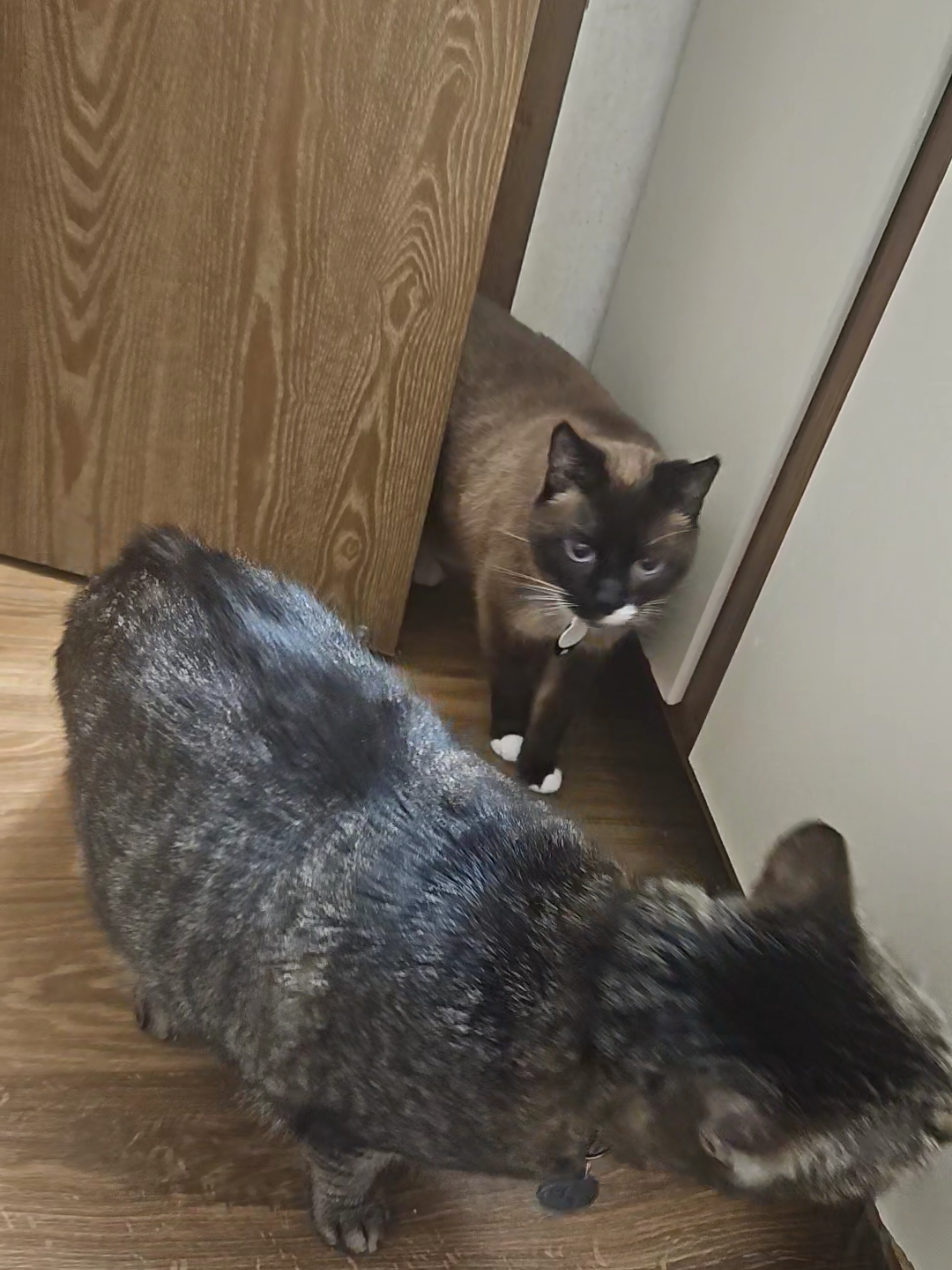 @Vader, Rocko, & Kona
