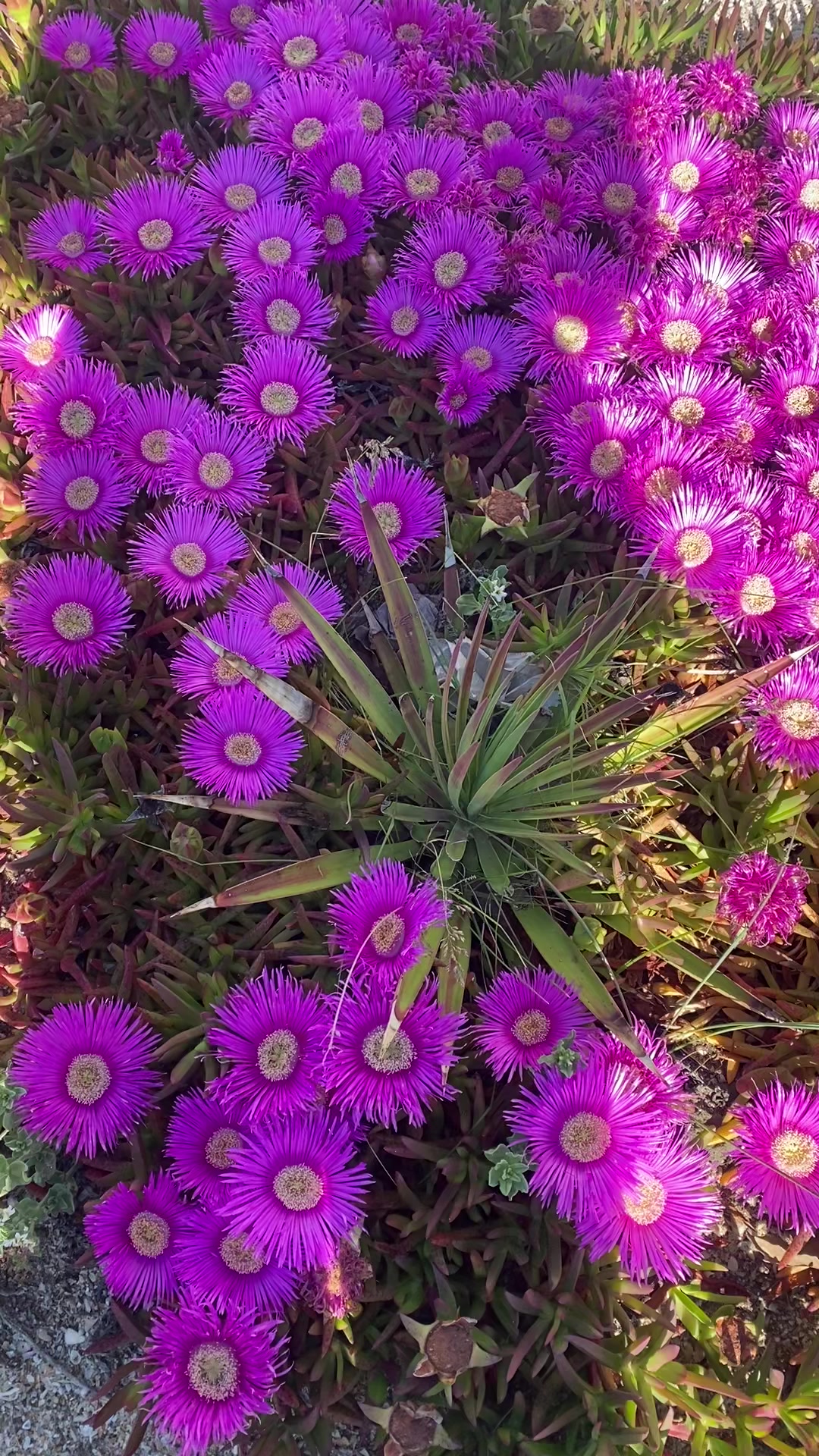 @Fəqiş💗