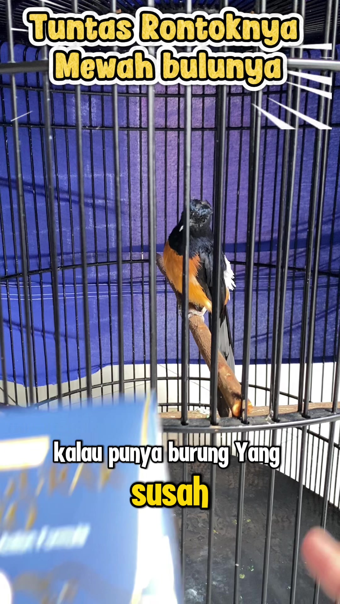 @kicau mart