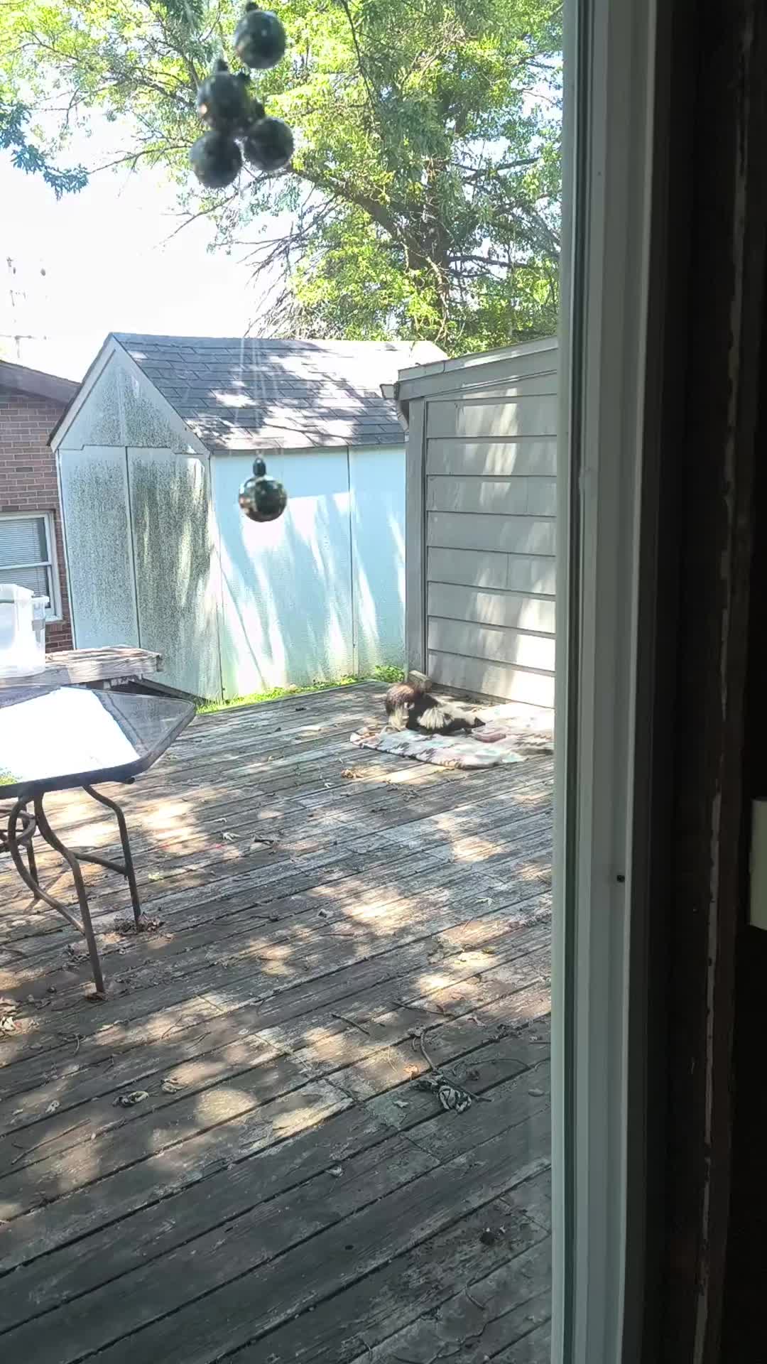@🥜🐿️Shauna🥜🐦⬛