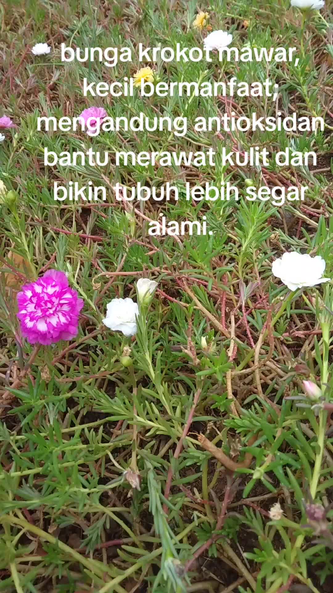 @reny glamur