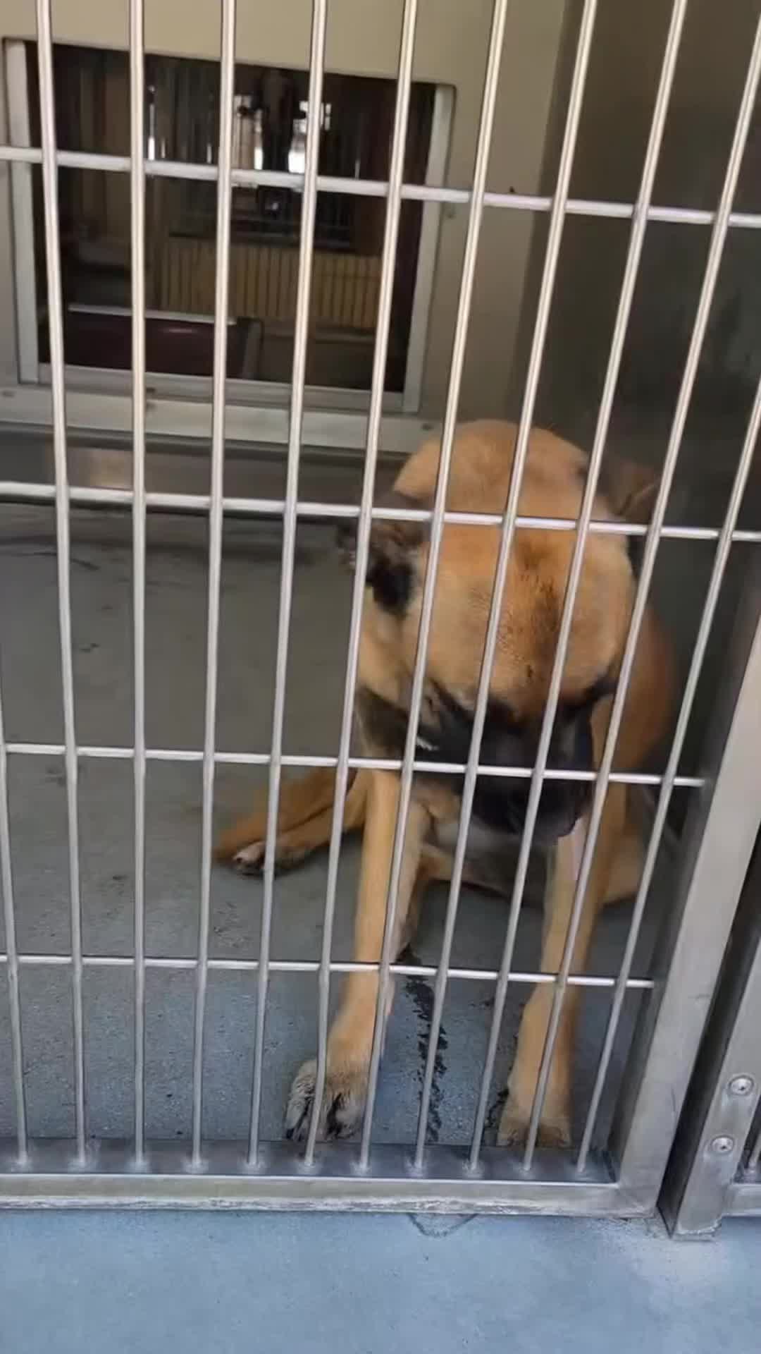 @Saving Mastiffs