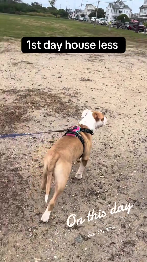 @Nova 💫 & Kairo 🐪🚐🐶