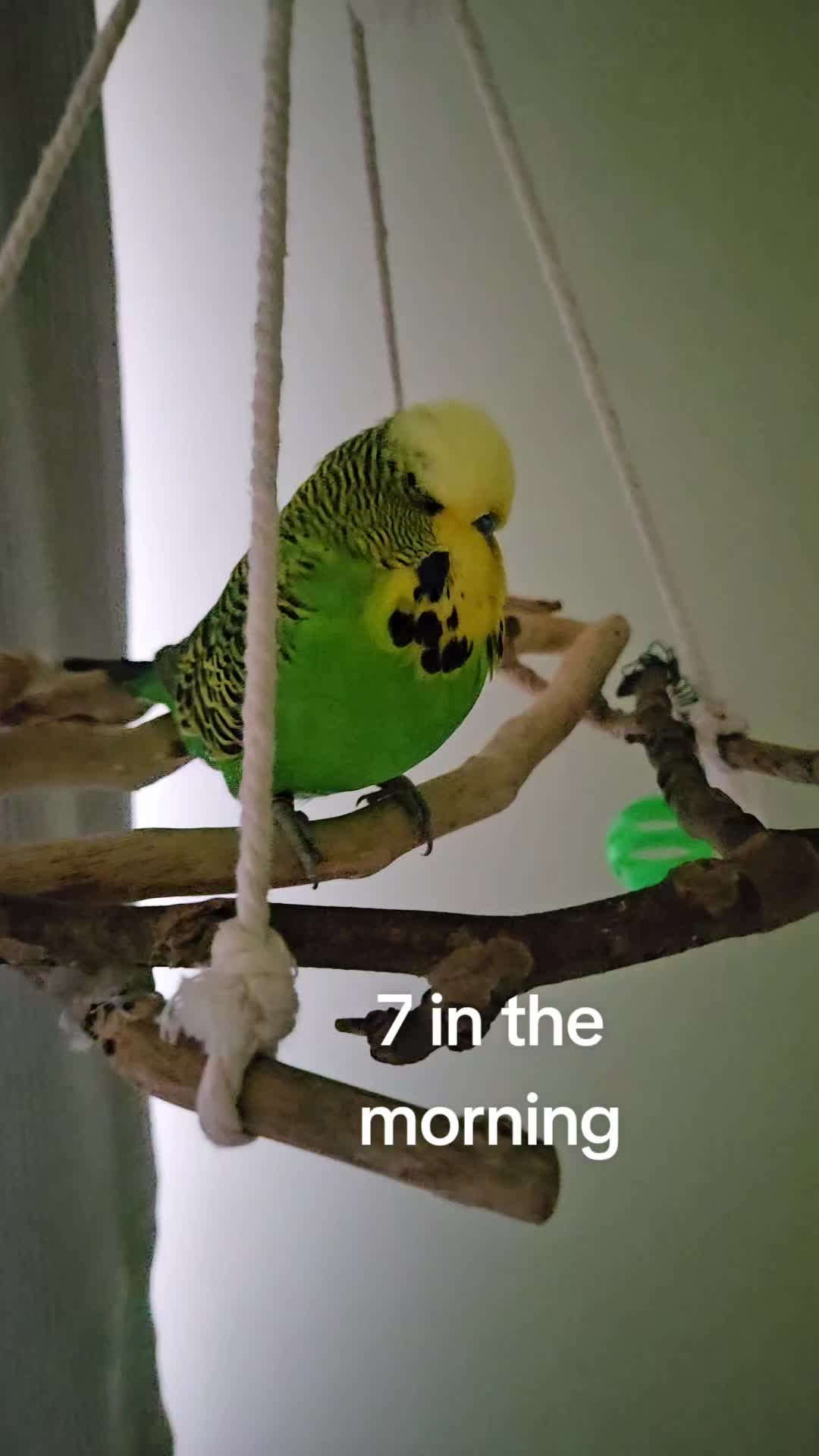 @Run Slow-Mo Charlie🦜