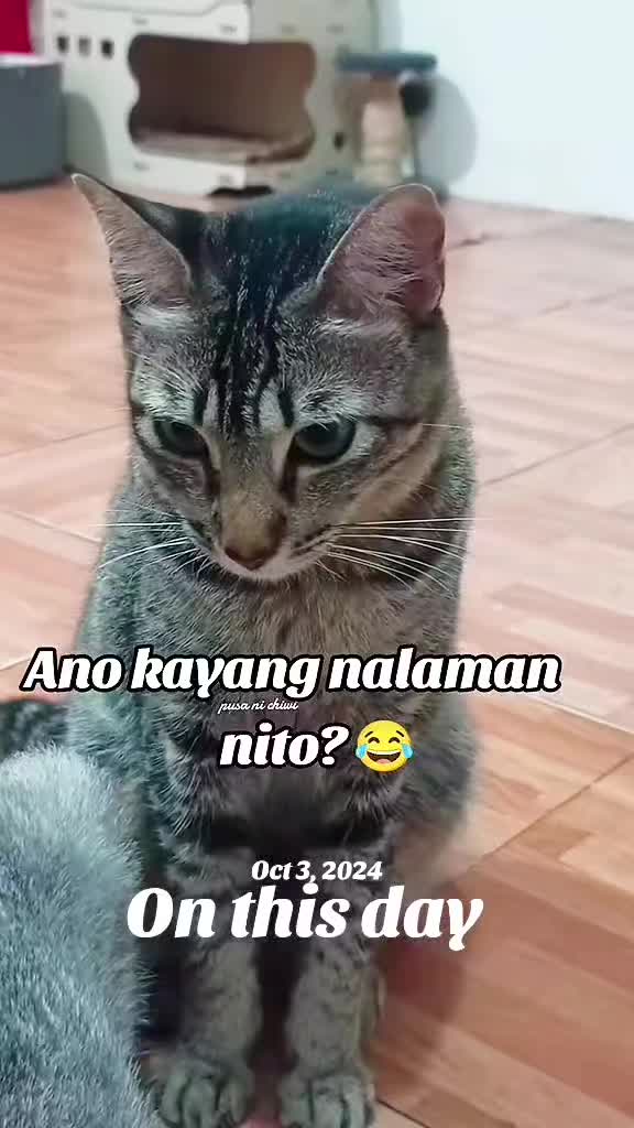 @Pusa ni Chiwi