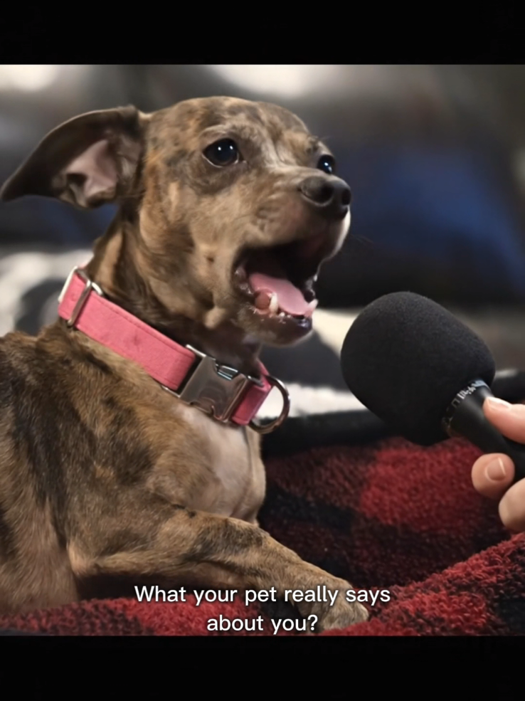 @Dogs of Haunted Hill