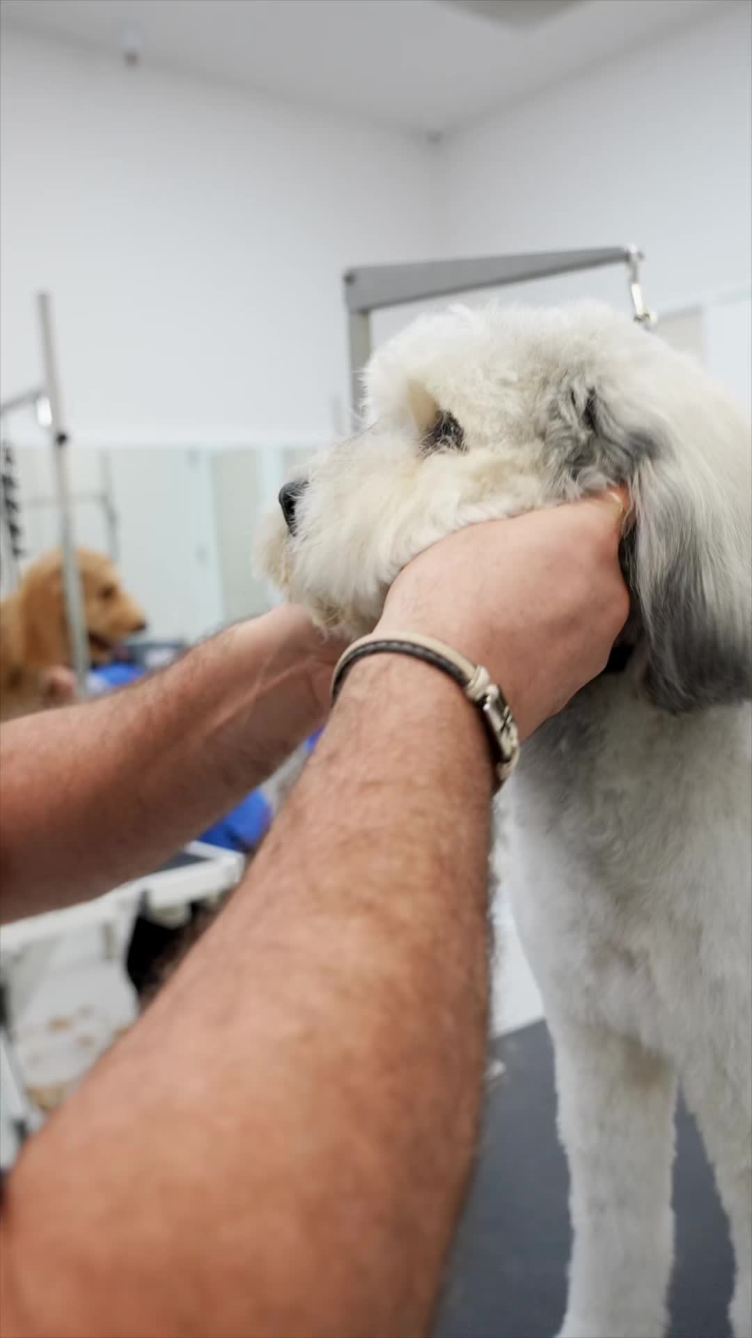 @NorCal Grooming Academy