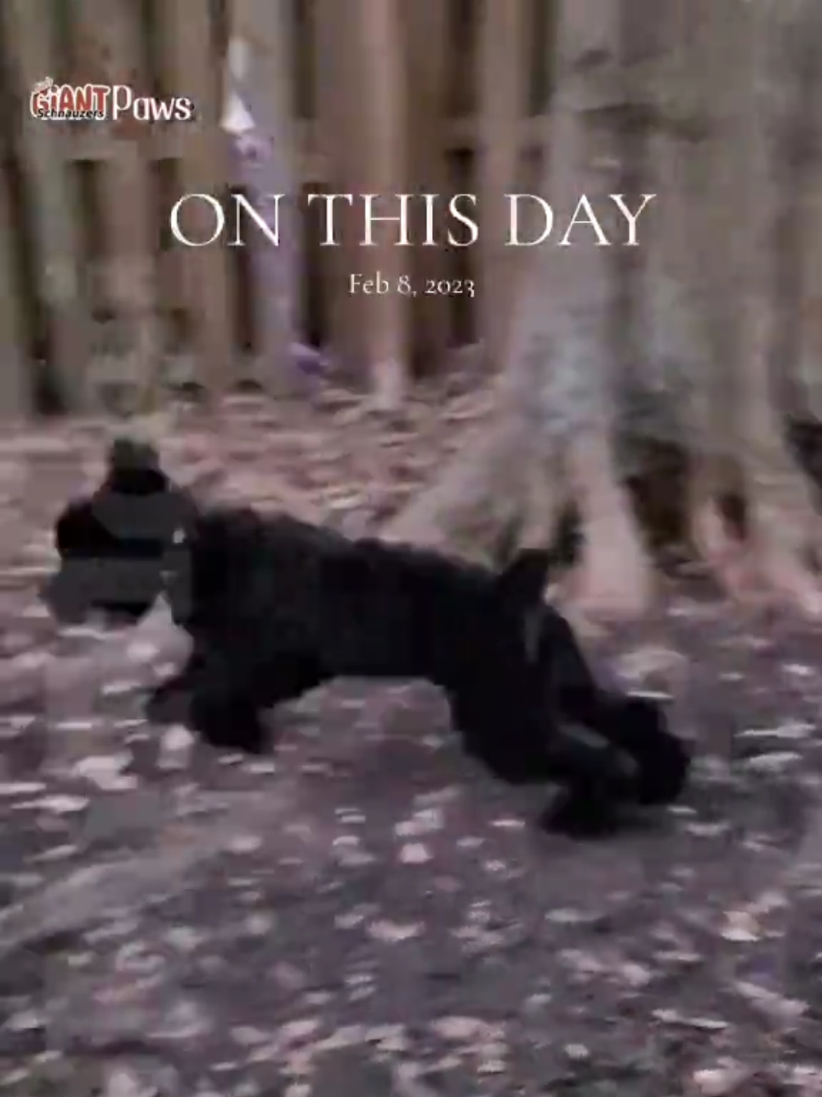 @Giant Schnauzers