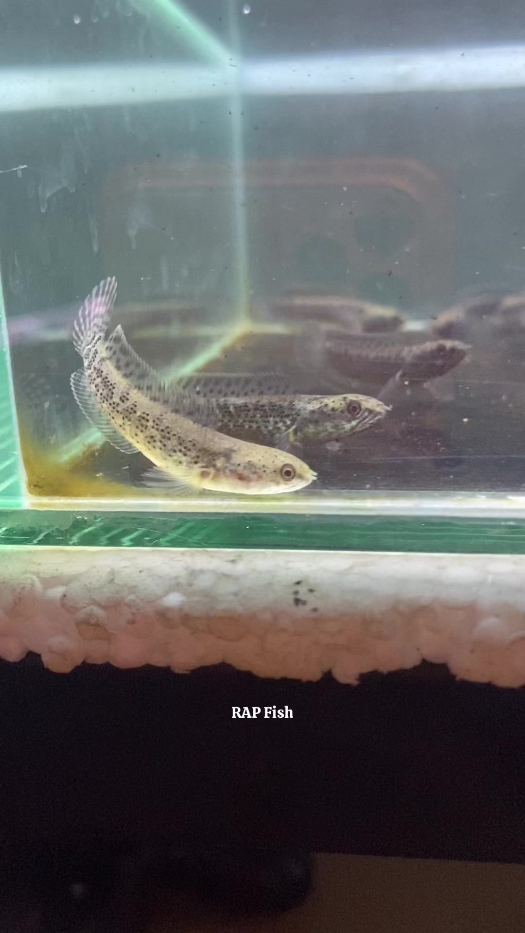 @RAP_Fish