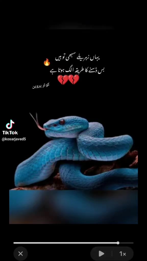 @Shumaila Akhtar