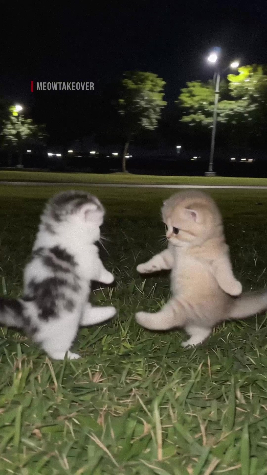 @meowtakeover