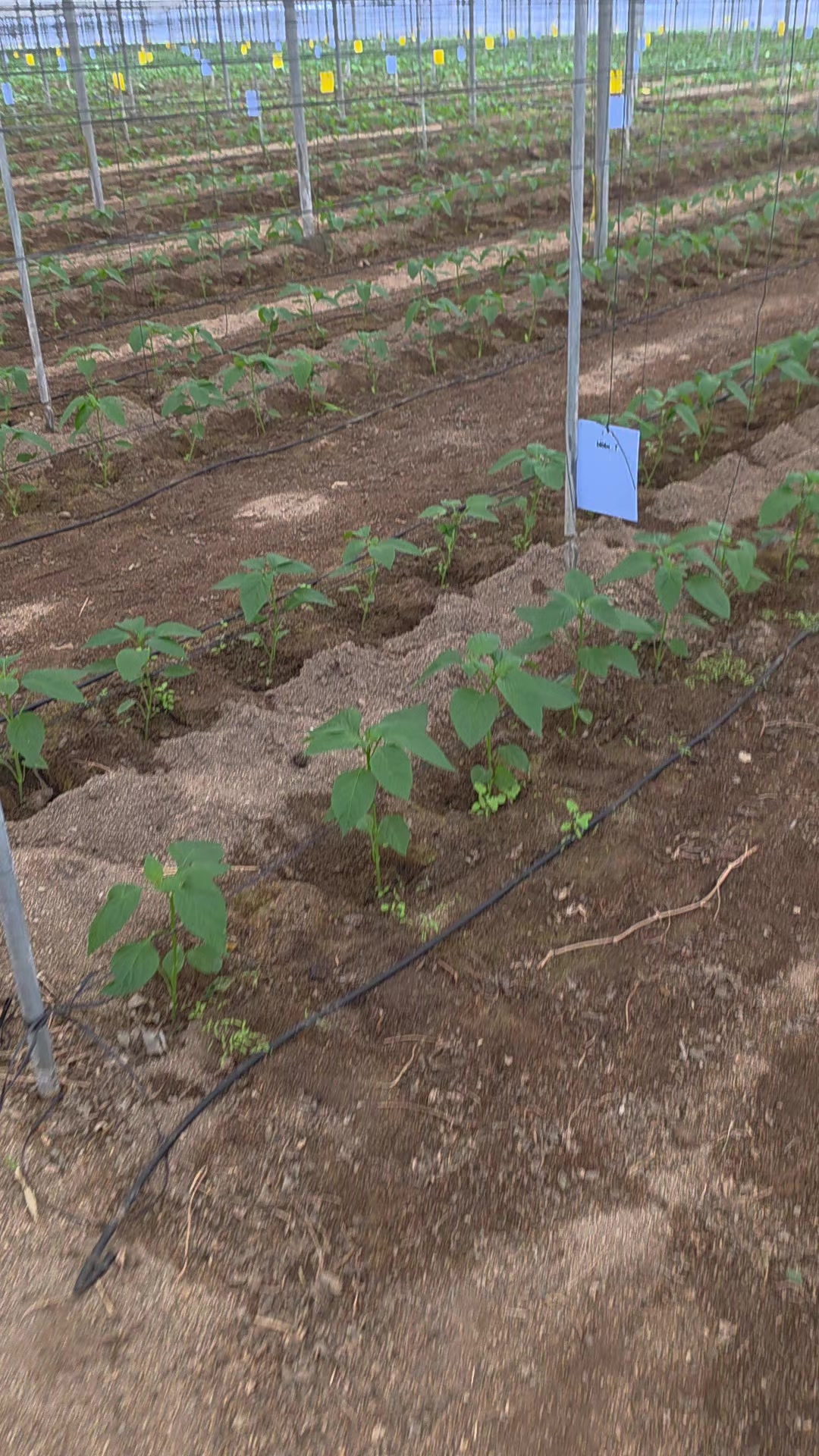 @El Extensionista del Agro
