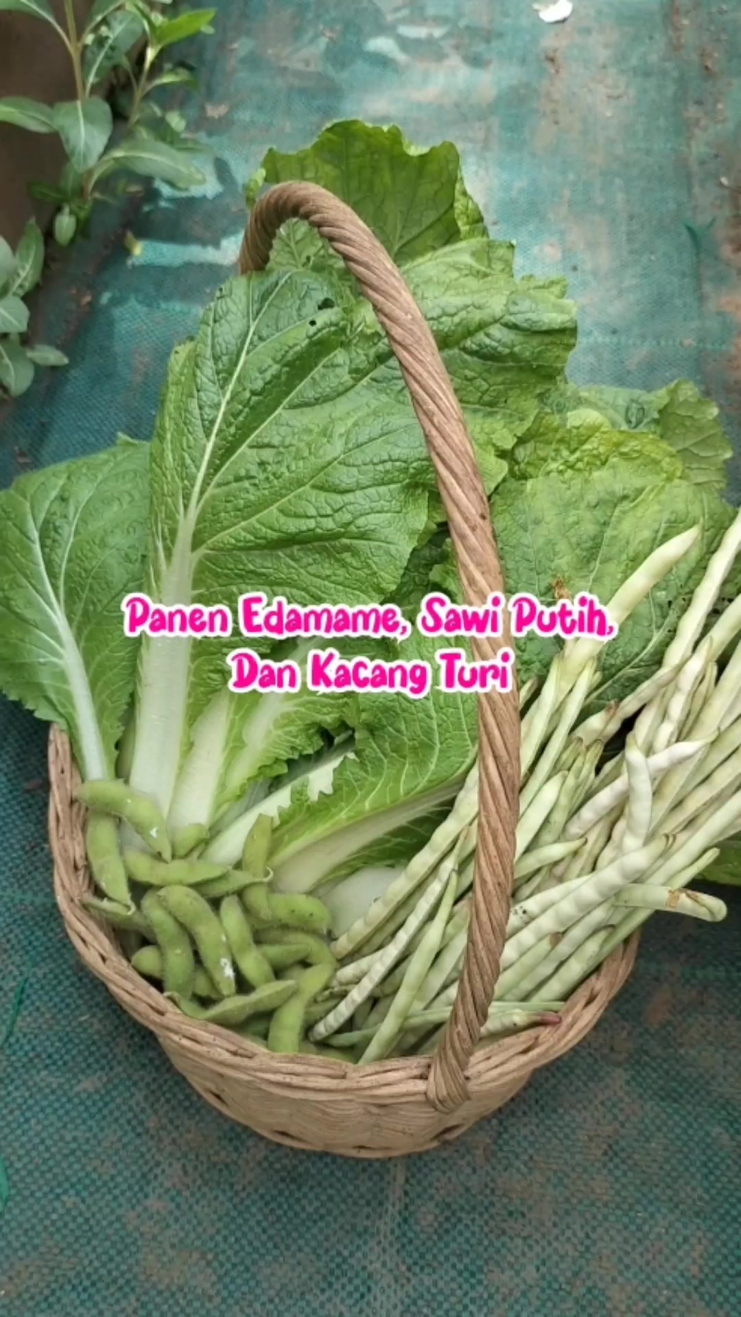 @mahmudah.garden