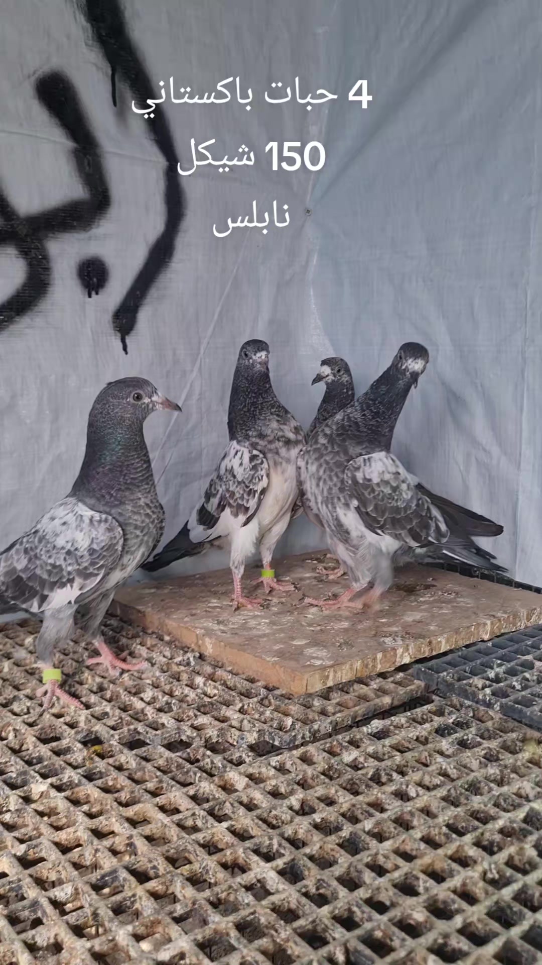 @Pigeons Tv