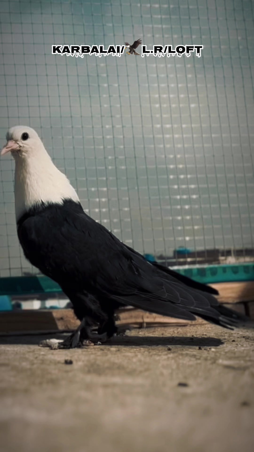 @🕊️L.R .Loft.Q.z.Meer&rsquo;s.Loft🦅