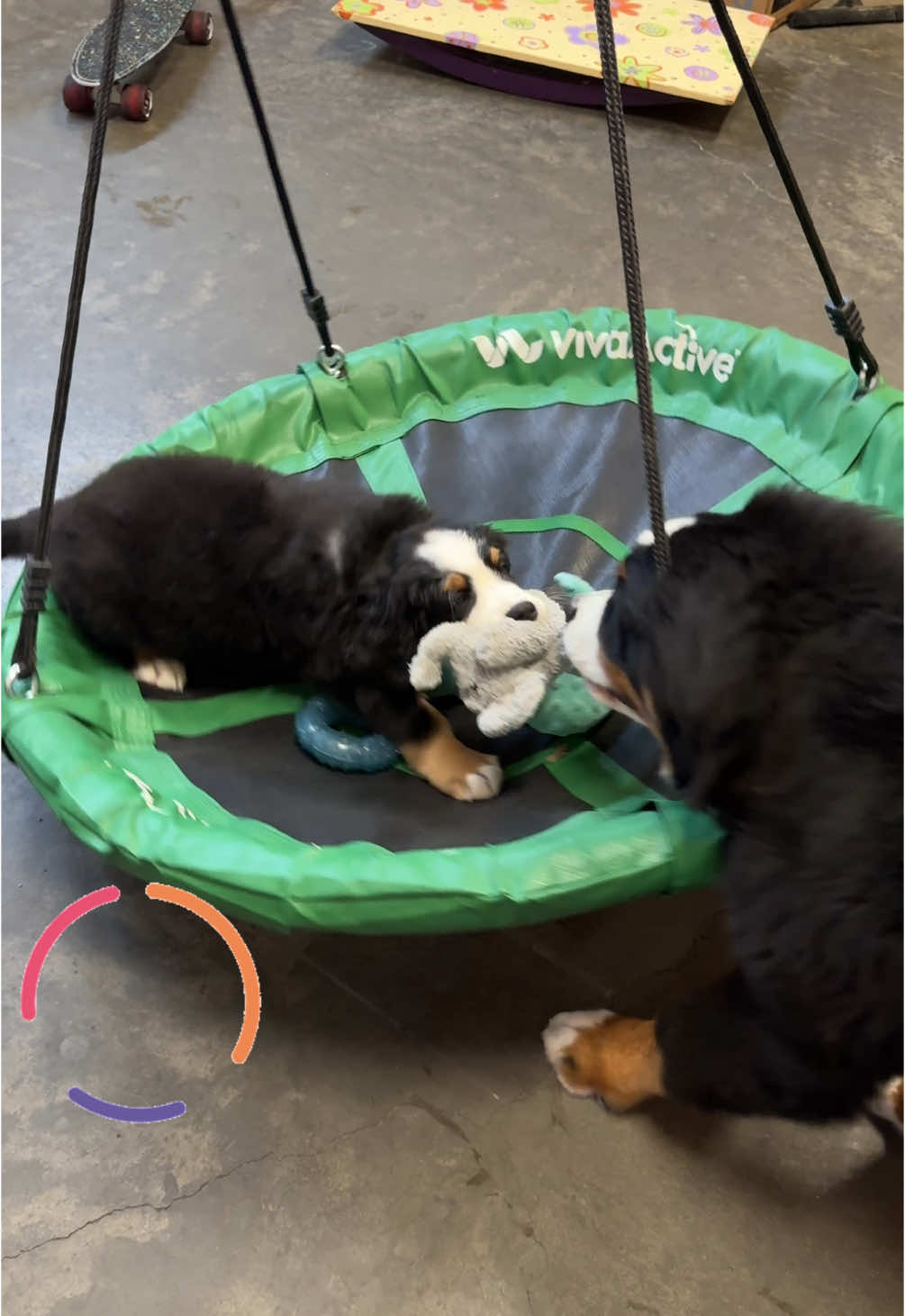 @SennenridgeBernese