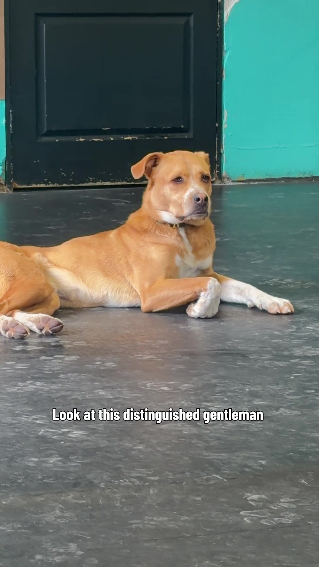 @Squish & Charlie's Dog Daycare