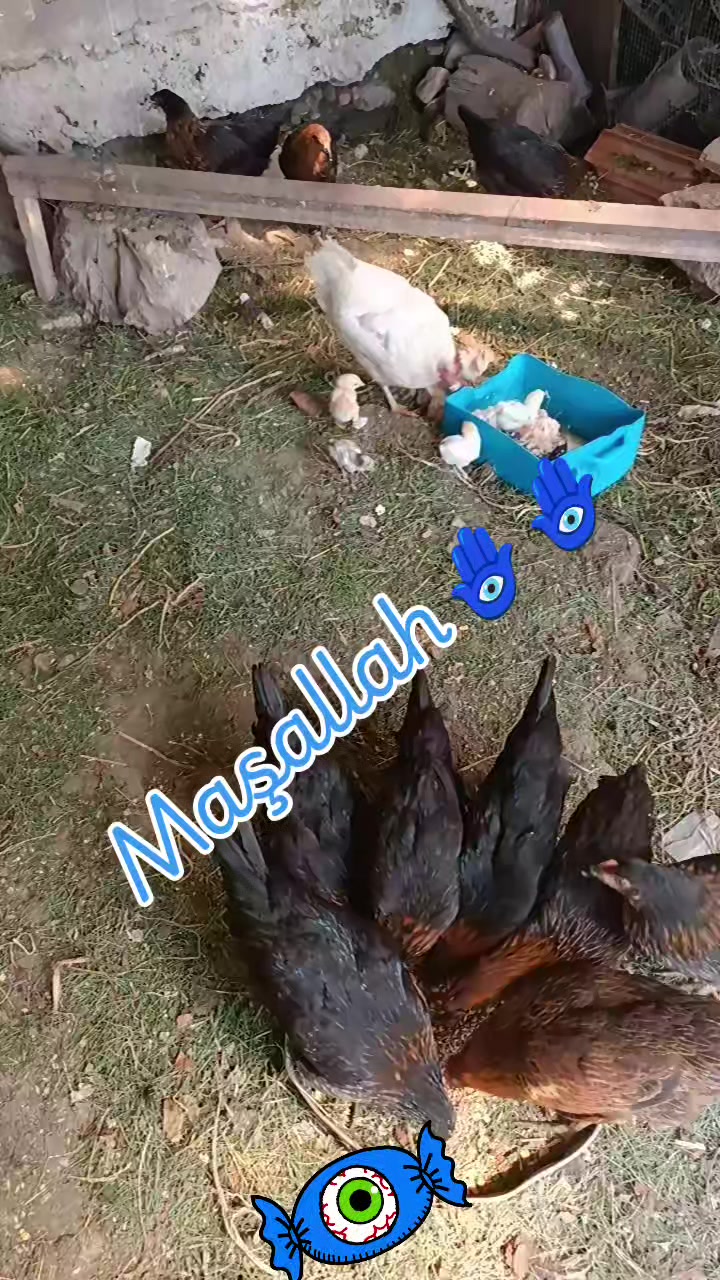 @Lila Yasemin
