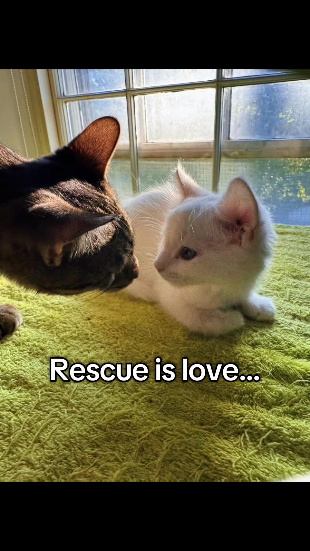 @North Toronto Cat Rescue