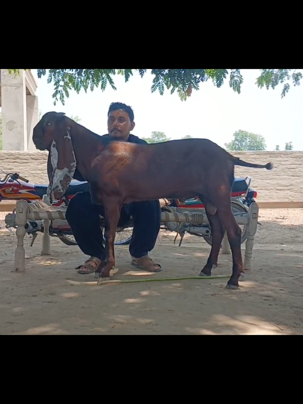 @Babu Pathan Goat Farm