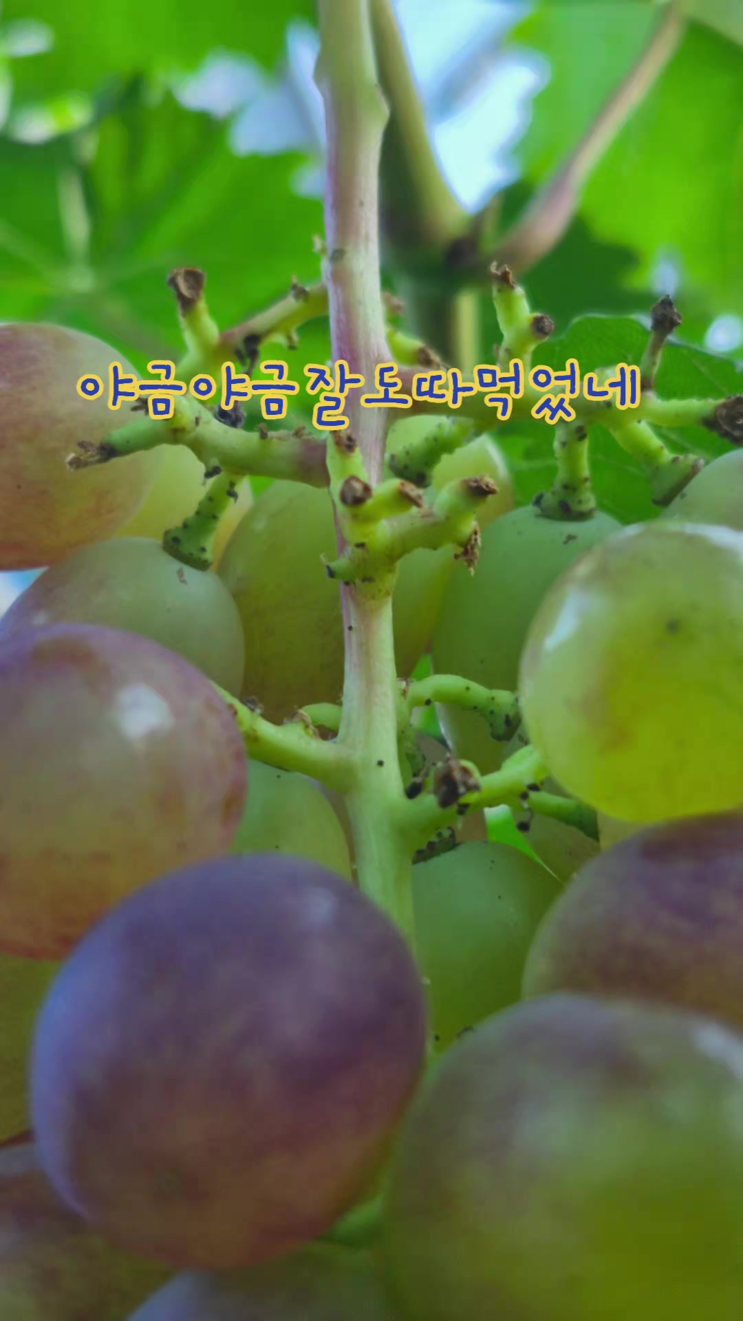 @진화포도원