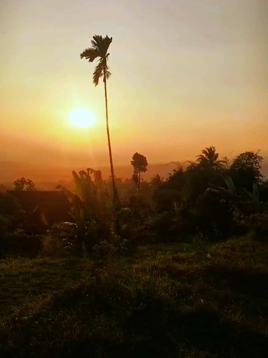 @D.kingfarm