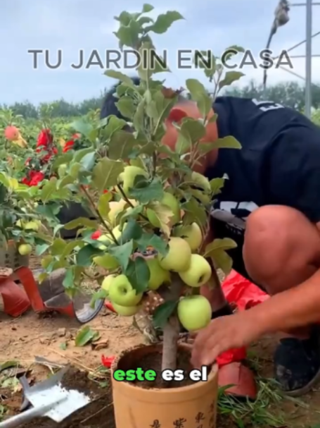 @Tu jardín en casa