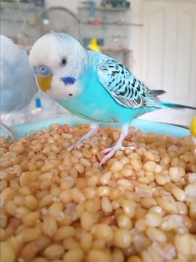 @Budgies108