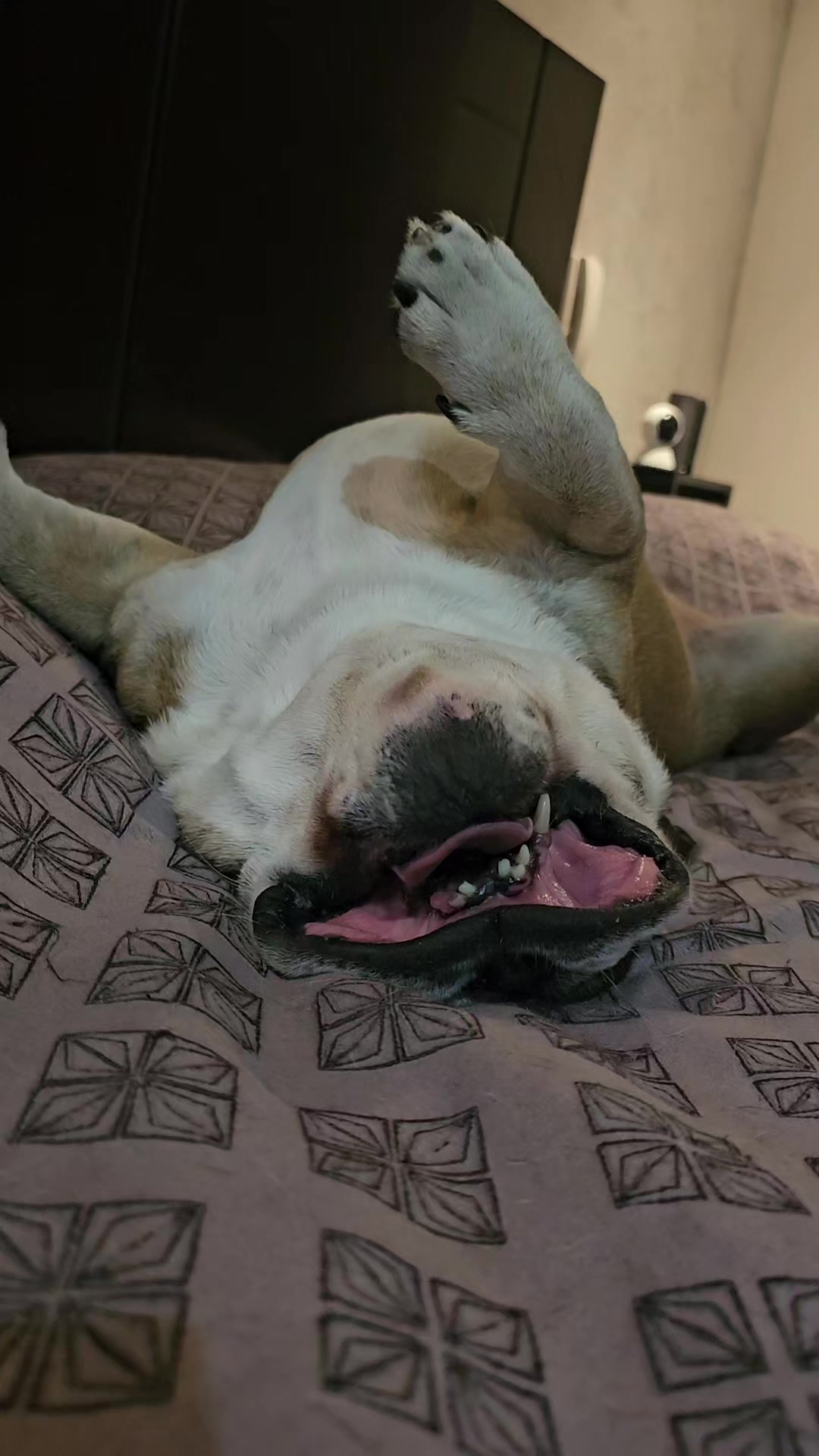 @vidadeperros