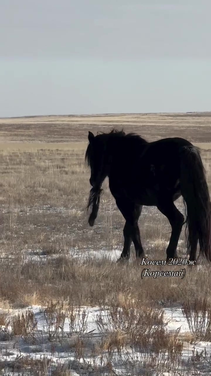 @KH KAZ_ULAN🐴