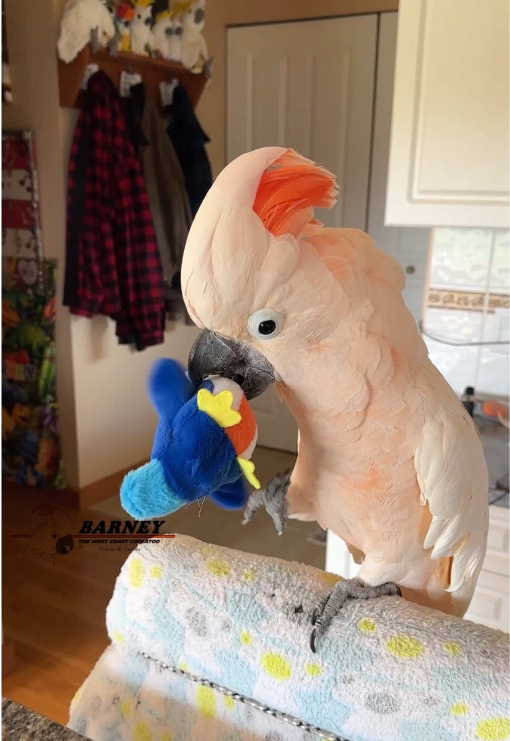 @Barney the West Coast Cockatoo