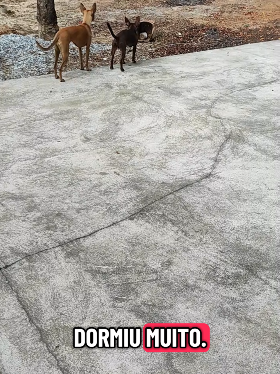 @Belinha e tiamara