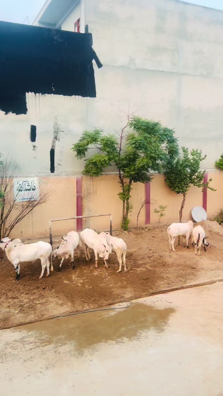 @TALHA CATTLE FARM